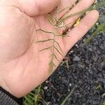 Sisymbrium altissimum Leaf