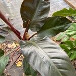 Philodendron erubescens Folha