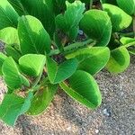 Ipomoea pes-caprae Habit