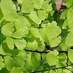 Adiantum raddianum Leaf