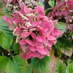 Hydrangea macrophyllaBlüte