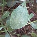 Antennaria plantaginifolia Levél