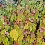 Acalypha wilkesiana Συνήθη χαρακτηριστικά