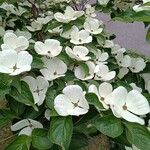 Cornus florida Çiçek