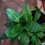 Sansevieria trifasciataഇല