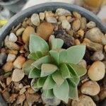 Delosperma lehmannii Лист