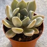 Echeveria laui ഇല