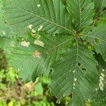 Quercus mongolica Blatt