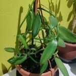 Vanilla planifolia Φύλλο