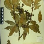 Pieris formosa Mosusu