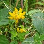 Lotus pedunculatusFlower