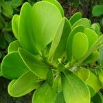 Clusia flava Leaf