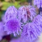 Ageratum houstonianumFlor