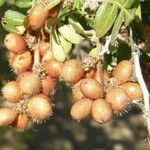 Rhus microphylla Frukto