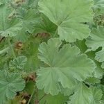 Pelargonium odoratissimum ഇല