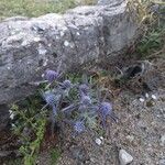 Eryngium amethystinum Blüte