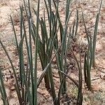 Dracaena volkensii Hostoa
