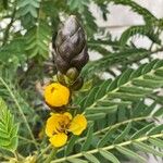 Senna didymobotrya Fruit