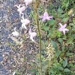 Campanula rapunculus Habitus