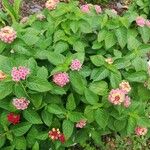 Lantana aculeata Fuelha