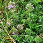 Thymus serpyllum 整株植物