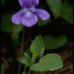 Viola adunca Blomst