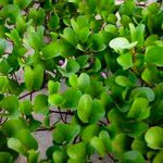 Ipomoea pes-caprae Leaf