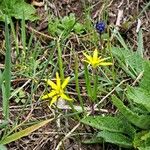 Gagea pratensis Flor