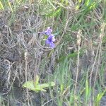 Pinguicula grandiflora Flor