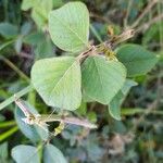 Desmodium intortum Blatt
