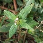 Spermacoce remota Flower