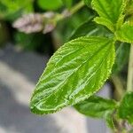 Ceanothus arboreus Ліст