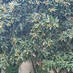 Eriobotrya japonica Fruto