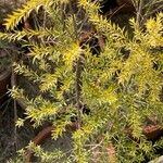 Melaleuca bracteata Lapas