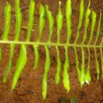 Nephrolepis brownii Leaf