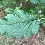 Sorbus mougeotii Hoja