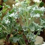 Pelargonium crassicaule Hàbitat