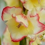 Gladiolus dalenii Floare