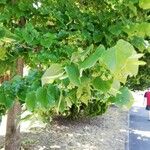 Tilia tomentosa 叶