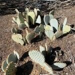 Opuntia basilaris 整株植物