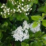 Viburnum tinusFiore