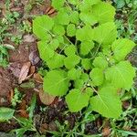 Physalis pubescens Blad