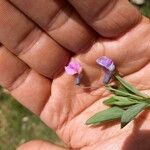 Lathyrus linifolius Flor