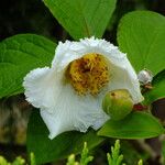 Stewartia pseudocamellia Flor