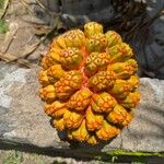 Pandanus tectorius Fruto