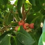 Syzygium aqueum ഫലം