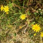 Senecio squalidusFlor