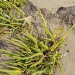 Salicornia procumbens Листок