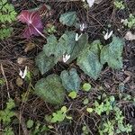 Cyclamen balearicum Flor