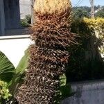 Cycas pectinata Folha